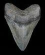 Serrated Megalodon Tooth - Georgia #32669-1